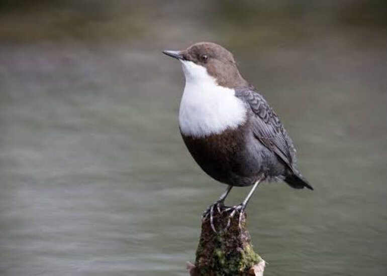 Conférence oiseau