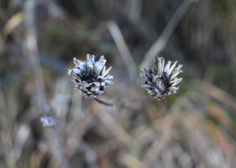 Atlas de la biodiversité communale 
