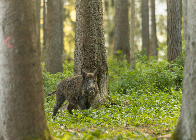 Régulation des sangliers